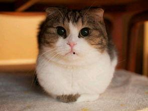 娱乐圈吃瓜猫咪是谁呀,揭秘网络红星的幕后推手 第3张 娱乐圈吃瓜猫咪是谁呀,揭秘网络红星的幕后推手 第3张